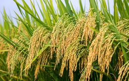 Thí điểm làm 15 mô hình trồng lúa, cà phê, chuối... có khả năng phát triển tín chỉ carbon