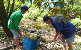 Đưa thông tin đến nông dân phải cập nhật thường xuyên như dự báo thời tiết