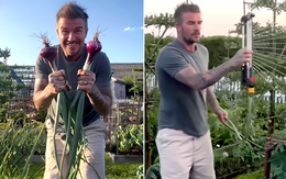 Hết khoe cà rốt, David Beckham khoe hành