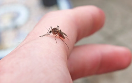 Sốc: Lần đầu phát hiện muỗi trong tự nhiên ở Iceland