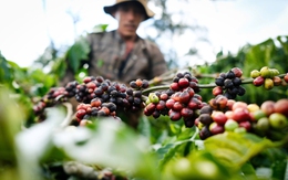 VCCI kiến nghị khôi phục quy định không khai thuế, tính thuế VAT với nông sản sơ chế