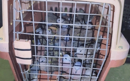 Bị phạt 7,5 triệu đồng vì tàng trữ 500 con chim cu ngói không giấy tờ