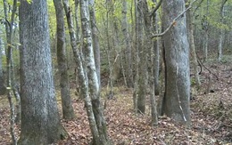 Thử tài tinh mắt: Con hươu ở đâu?