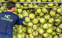 Trung Quốc chọn dừa Việt Nam, nông dân Thái Lan đứng ngồi không yên