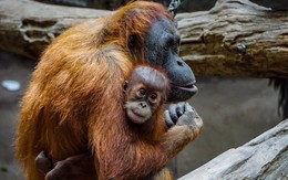 Báo động cuộc 'đại tuyệt chủng' lớn nhất từ thời khủng long