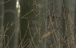 Du khách Việt khắc tên cây tre ở Nhật và những lần 'xấu hổ quá đi' khác