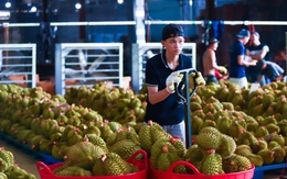 Đề nghị phòng thử nghiệm chất vàng O và Cadimi chạy hết công suất để gỡ khó cho sầu riêng xuất khẩu