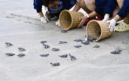 Cứu hộ gần 1.800 tổ trứng rùa biển ở Côn Đảo