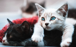 Chồng đồng ý 'tiền cấp dưỡng cho mèo' trong 10 năm sau ly hôn