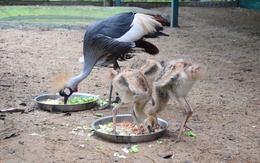 Chăm được sếu đầu đỏ, Thảo cầm viên Sài Gòn còn ấp nở được sếu vương miện