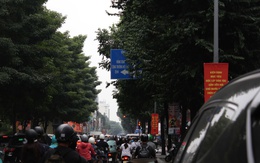 TP.HCM: Biển báo bị tán cây che mất, người đi đường khó thấy