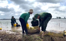 Đỉnh lũ Đồng Tháp Mười khiến dân mất trắng hơn 600ha lúa và cây ăn trái, còn hơn 8.000ha bị uy hiếp