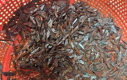 Tái diễn nạn rải đinh trên quốc lộ 1K