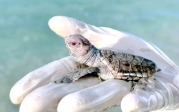 Một ổ 78 trứng có 17 con rùa bạch tạng, mắt hồng cực hiếm