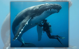 Cá voi lưng gù cứu nhà sinh vật biển khỏi cá mập: Câu chuyện có thật hay chỉ là trùng hợp?