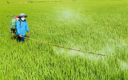 Dự kiến lộ trình cấm sản xuất, dùng thuốc trừ sâu chứa hoạt chất carbosulfan, benfuracarb ở Việt Nam