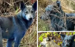 Phát hiện chó lông xanh quanh khu lò hạt nhân Chernobyl