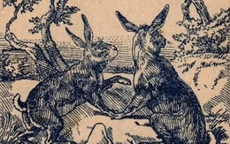 Thử tài tinh mắt: Con chó ẩn giấu ở đâu?