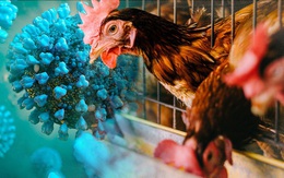 Chuyên gia cảnh báo chủng cúm H9N2 đang thích nghi với cơ thể người