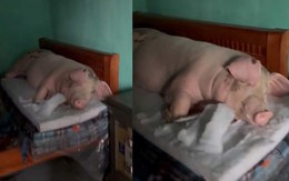 Chú lợn được gia chủ cho nằm trên giường tránh lũ kiểu 'vua chúa'