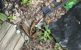 Thử tài tinh mắt: Con cóc ở đâu?