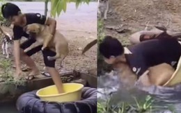 Chú chó ngã lộn nhào xuống ao vì cậu chủ nghịch ngợm