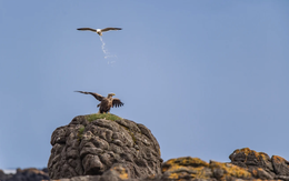 Mòng biển 'thả bom' đại bàng lọt top ảnh động vật hài hước 2025