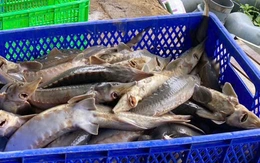 Sạt lở cách 3km, 70 tấn cá tầm của bà con xã Ngọc Linh chết hàng loạt