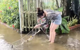Cô gái ở miền Tây giăng lưới trong sân được mẻ cá to mùa nước nổi