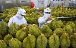 Phó thủ tướng yêu cầu làm rõ trách nhiệm việc để gián đoạn hoạt động kiểm nghiệm sầu riêng xuất khẩu