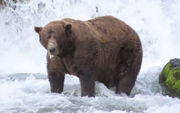 Chú gấu nặng 545kg thành nhà vô địch... béo nhất