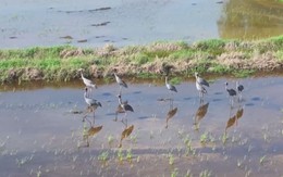 Cuộc thi Lan tỏa năng lượng tích cực 2025: Tạo ‘đất lành’ để những đàn sếu trở về