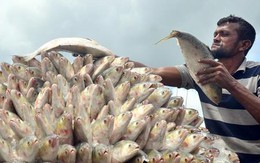 Bangladesh điều tàu chiến bảo vệ cá hilsa