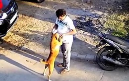 Chú chó giả vờ thân thiện tặng người đàn ông '3 mũi 900.000 đồng'