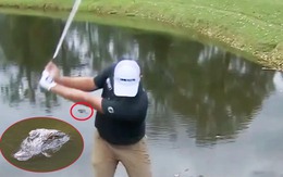 Fan thót tim khi golfer bước xuống hồ cá sấu đánh bóng