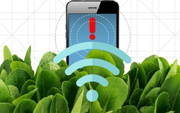 Các nhà khoa học đã dạy cải bó xôi gửi email?