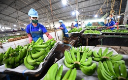 Đầu tư nông nghiệp xanh, cơ hội triệu USD từ tín chỉ carbon