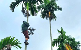 Trung Quốc 'quay xe', chỉ mua cau dài, giá cau Quảng Ngãi rớt hơn 6 lần