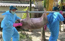 Hàng ngàn con heo chết vì dịch tả heo châu Phi: Vắc xin thôi chưa đủ!