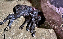 Bò mẹ bình thường đẻ bê con có 6 chân, dân làng kéo đến xem