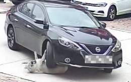 Chú chó vẫn vô sự dù bị xe cán, biết được lý do ai cũng 'cười òa'
