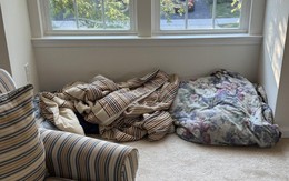 Mắt cú vọ mới thấy con mèo ẩn giấu ở đâu