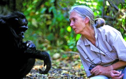 Vĩnh biệt Jane Goodall: chiến binh bảo vệ môi trường vĩ đại nhất