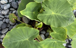 Thiên tài mới thấy con ếch ẩn giấu ở đâu?