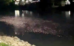 Đàn cá nghìn con nối đuôi nhau nổi kín một đoạn sông Truồi, người dân Huế ngỡ ngàng