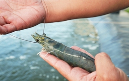 Mô hình nuôi tôm công nghiệp ‘một người nuôi, cả xóm vui’ được nhân rộng ở Cà Mau