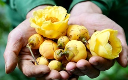 Anh nông dân 25 tuổi làm trà hoa vàng, bán giống cây lời 1,2 tỉ/năm