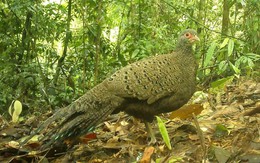 Bẫy ảnh 'bắt' được gà tiền mặt đỏ cực quý hiếm ở Vườn quốc gia Chư Mom Ray