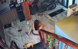 Sáng sớm làm một pha tỉnh ngủ luôn, khôn nhất là cậu vàng đi sau