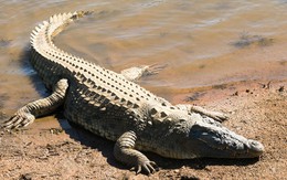 Cá sấu của khu du lịch sổng chuồng, cắn người dân bên sông